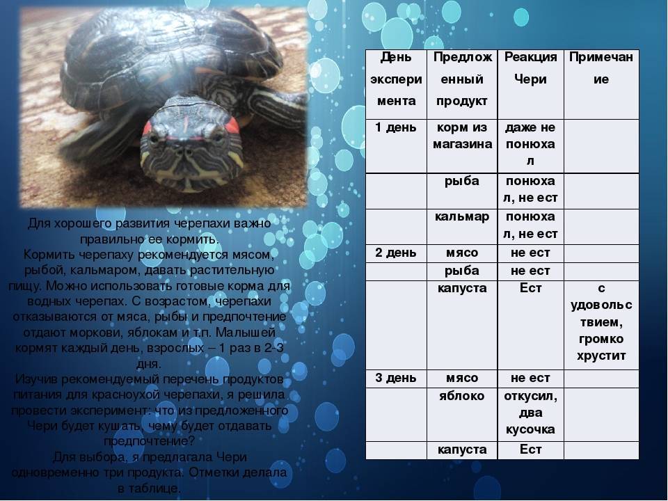 Правила кормления сухопутных и водных черепах - черепахи.ру - все о черепахах и для черепах