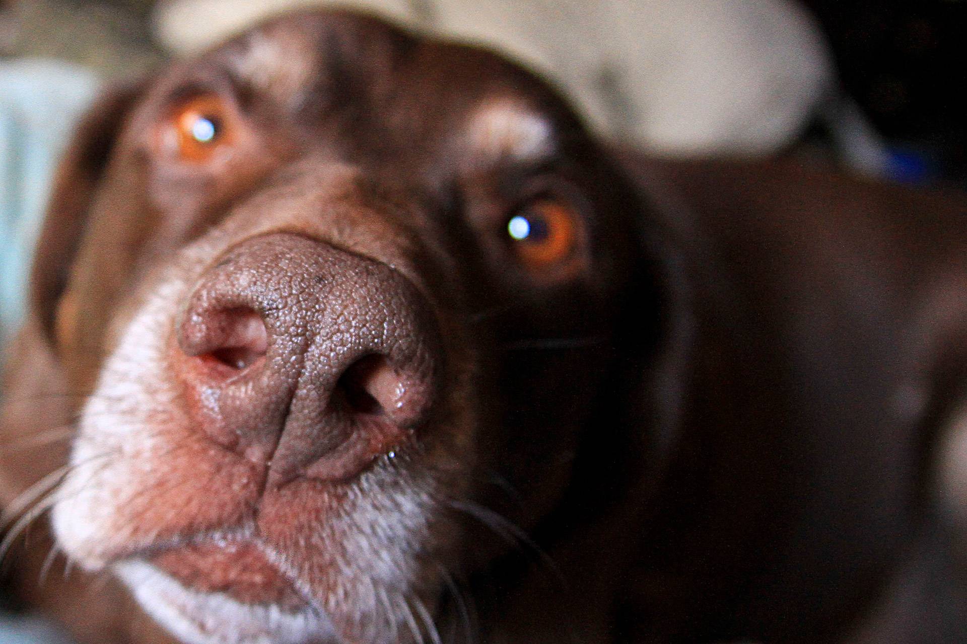 Горячий нос у собаки: что это значит, причины