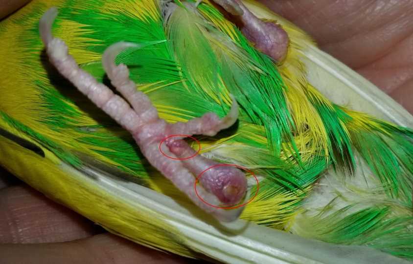 Почему волнистый попугай дрожит и что делать в таких случаях