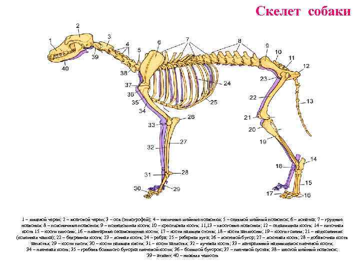 Анатомия внутренних органов собаки: описание, определение, структура, вид, выполняемые функции, значение и строение
