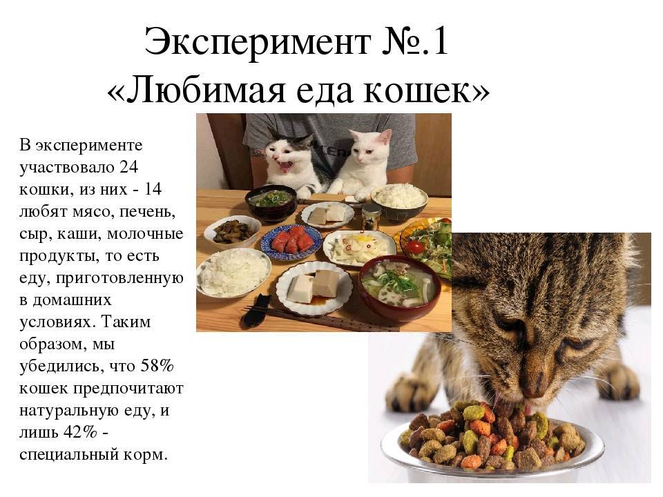 Чем кормить котенка домашней едой, что можно и категорически нельзя? чем кормить котенка: домашней пищей или сухим кормом?