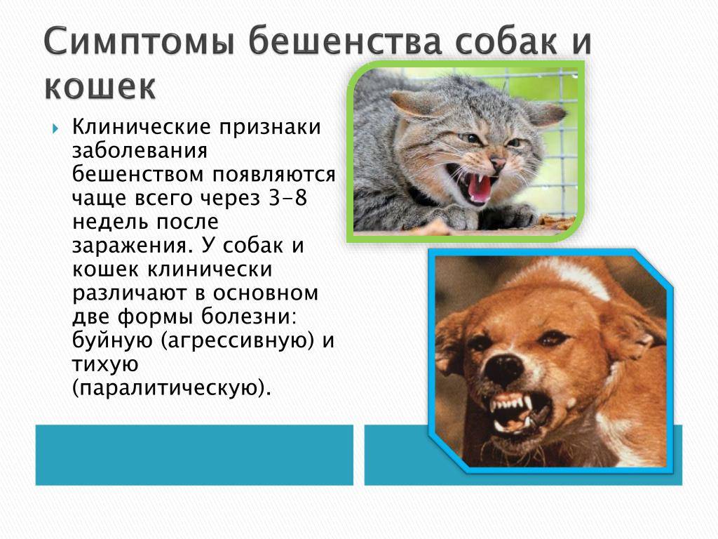 Какие признаки бешенства у человека после укуса кошки фото и описание