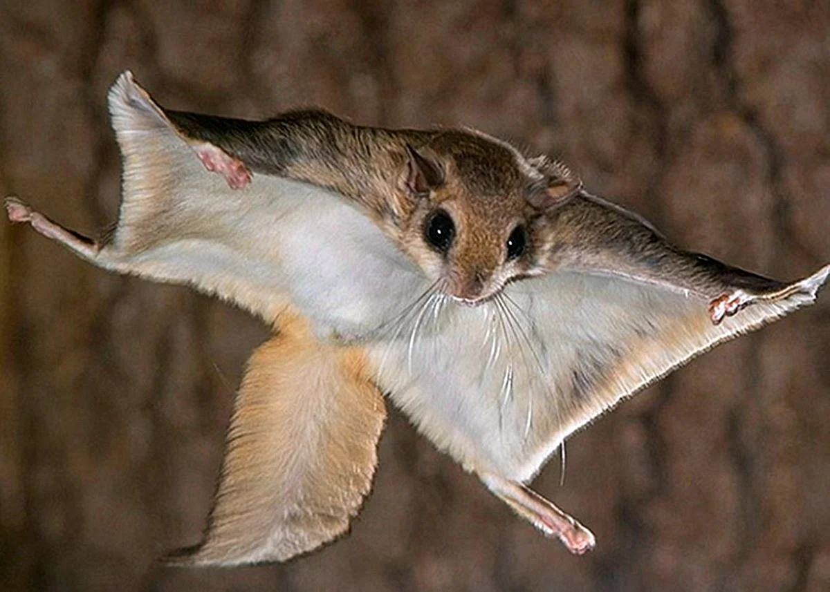 Белка-летяга: как выглядит животное, интересные факты и много фото