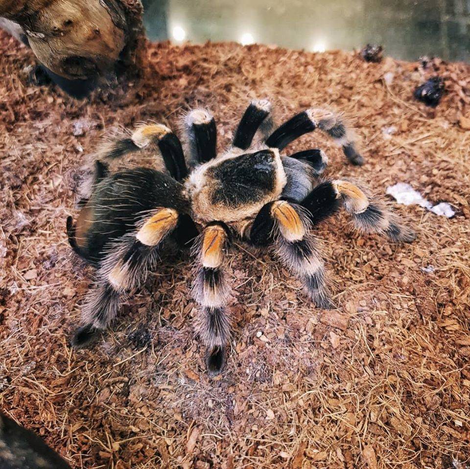 Паук тарантул: как выглядит, ядовитый или нет и где обитает?