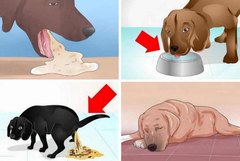 13 причин почему у собаки рвота - симптомы, лечение