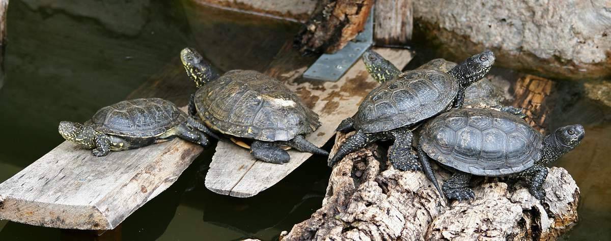 Содержание болотных черепах - ветеринарные клиники ситивет