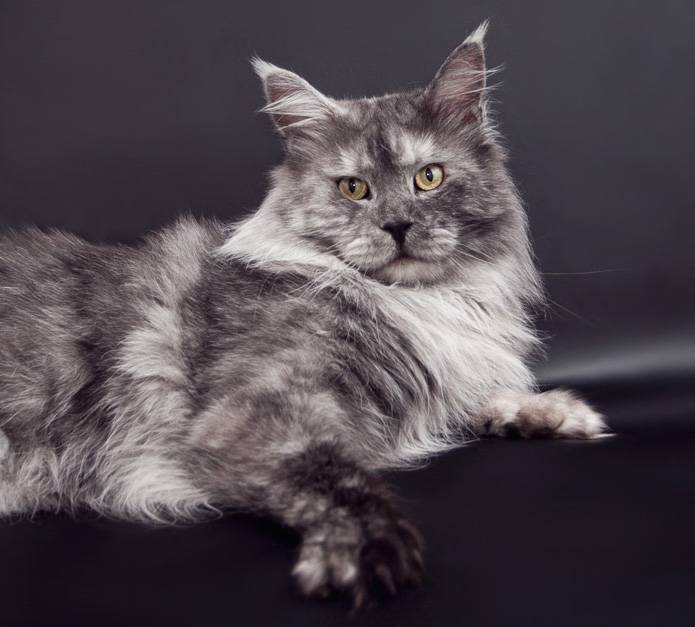 Фото и название окрасов породы кошек мейн-кун