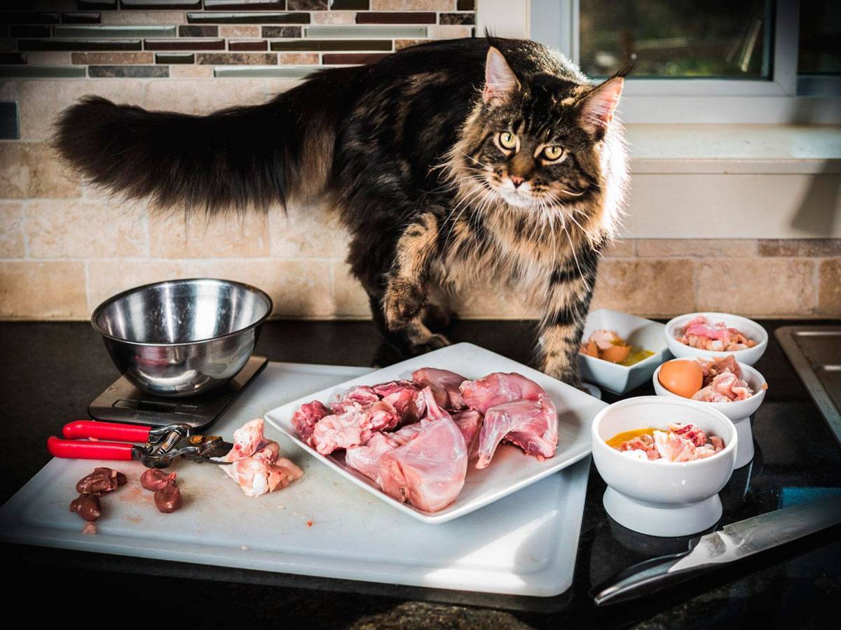 Рецепты натурального питания для кошек | котпроглот