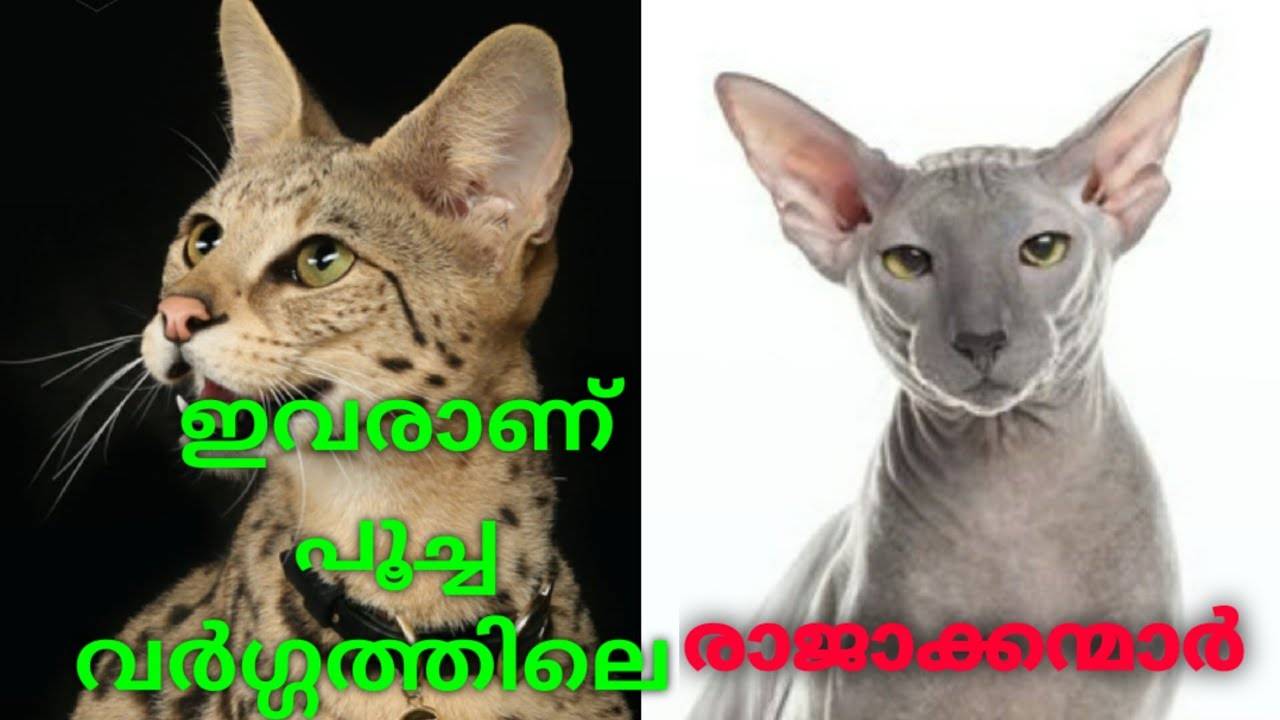 Вымершие породы кошек домашних