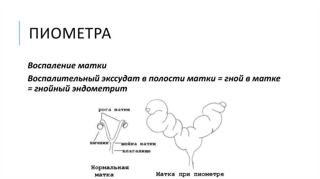 Пиометра - гнойное воспаление матки у собак и кошек