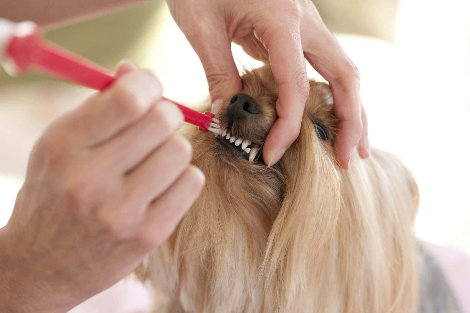 Как правильно чистить зубы собаке в домашних условиях и как часто это нужно делать