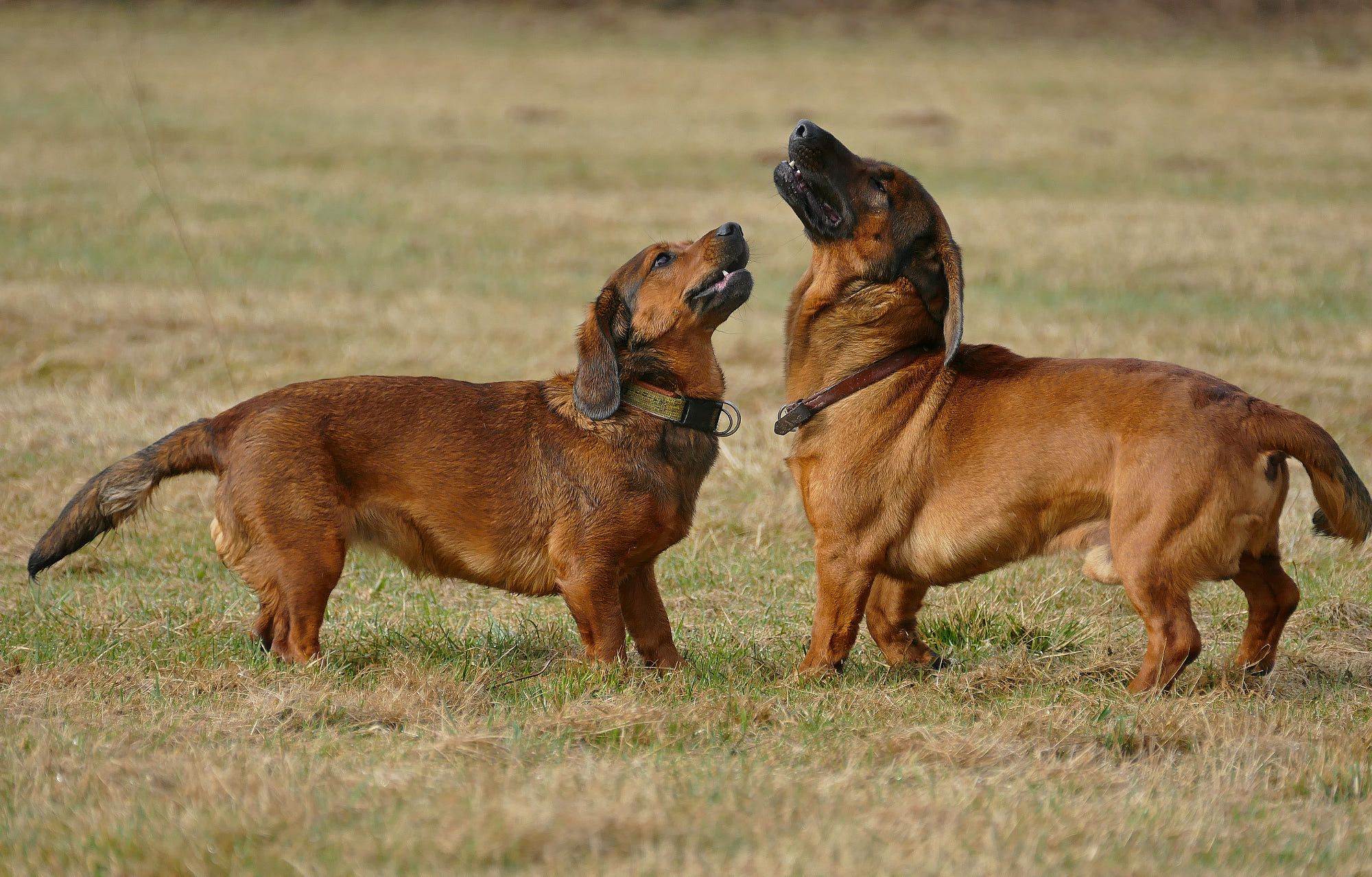 Альпийская таксообразная гончая: описание породы, фото собак