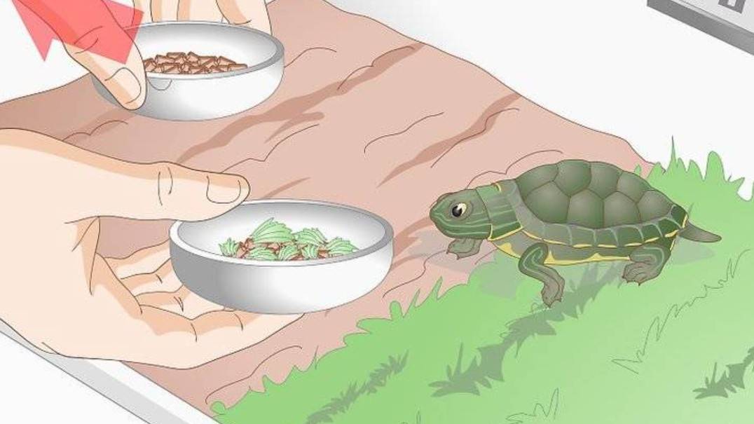 Черепахам можно капусту