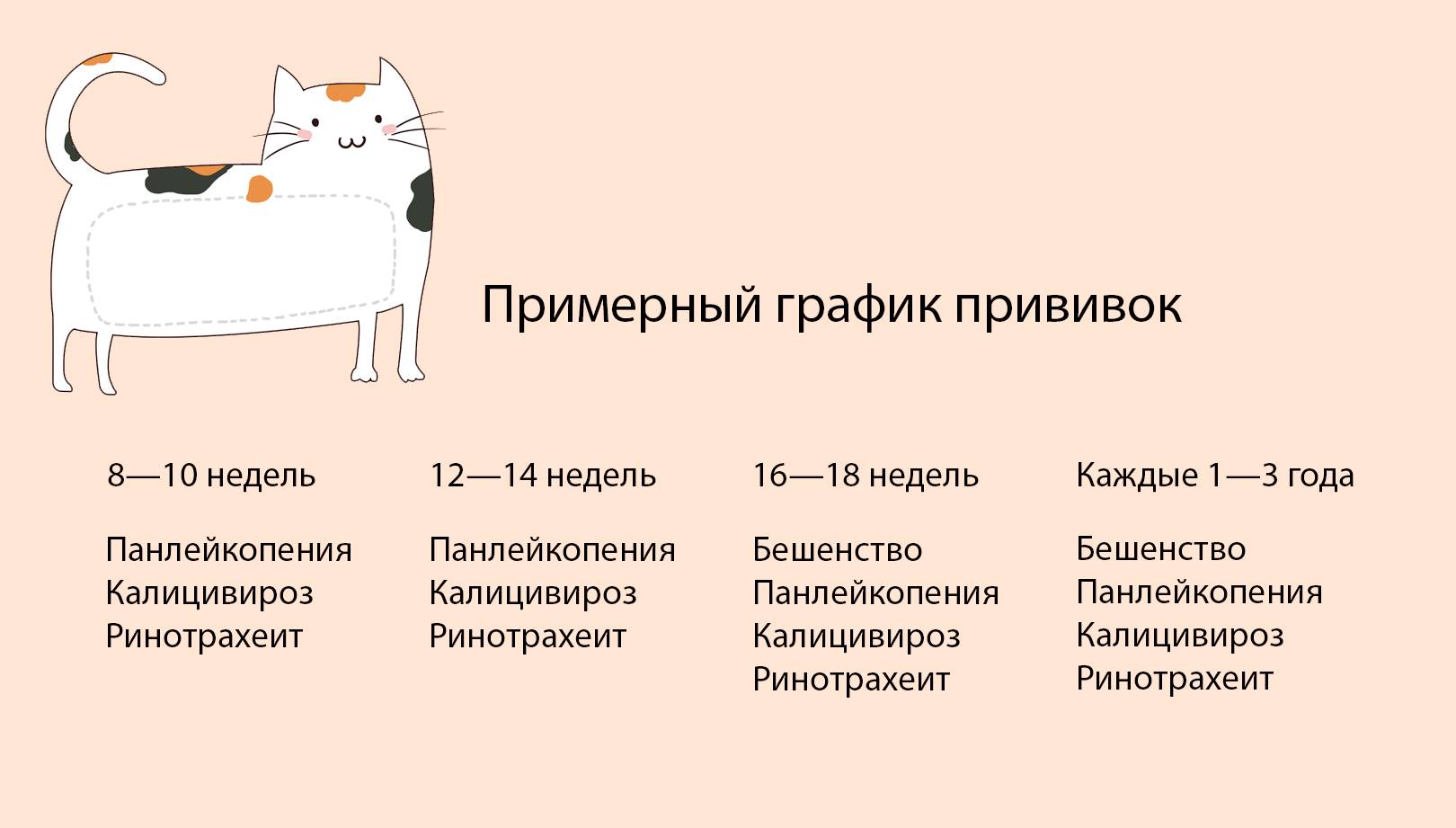 Какие прививки нужно делать хорьку: сроки вакцинации