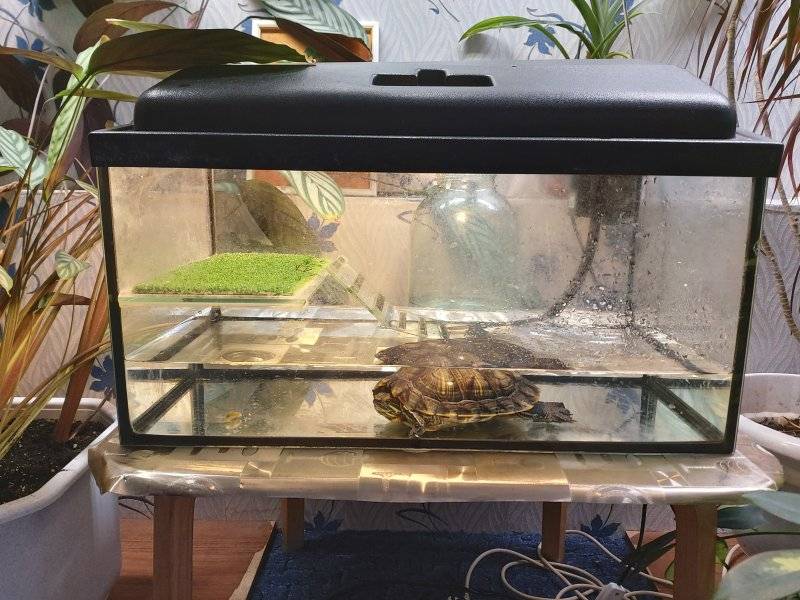 Сколько нужно воды в аквариуме для красноухой черепахи в период бодрствования и спячки, какую лучше наливать и как следить за порядком | house-fitness.ru