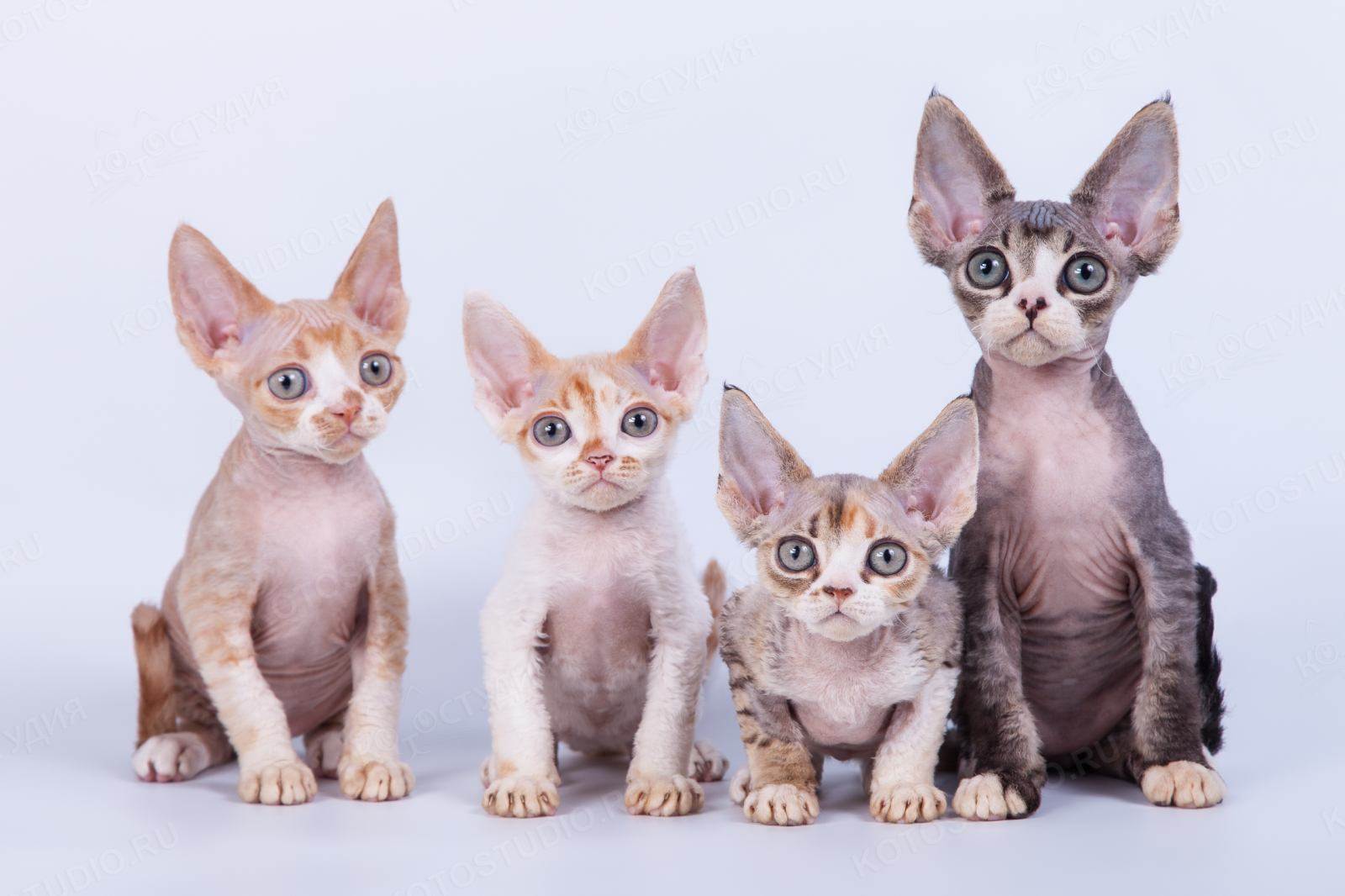 Описание породы девон-рекс и характер кошки — положительные и отрицательные отзывы владельцев с форума девон-рекс