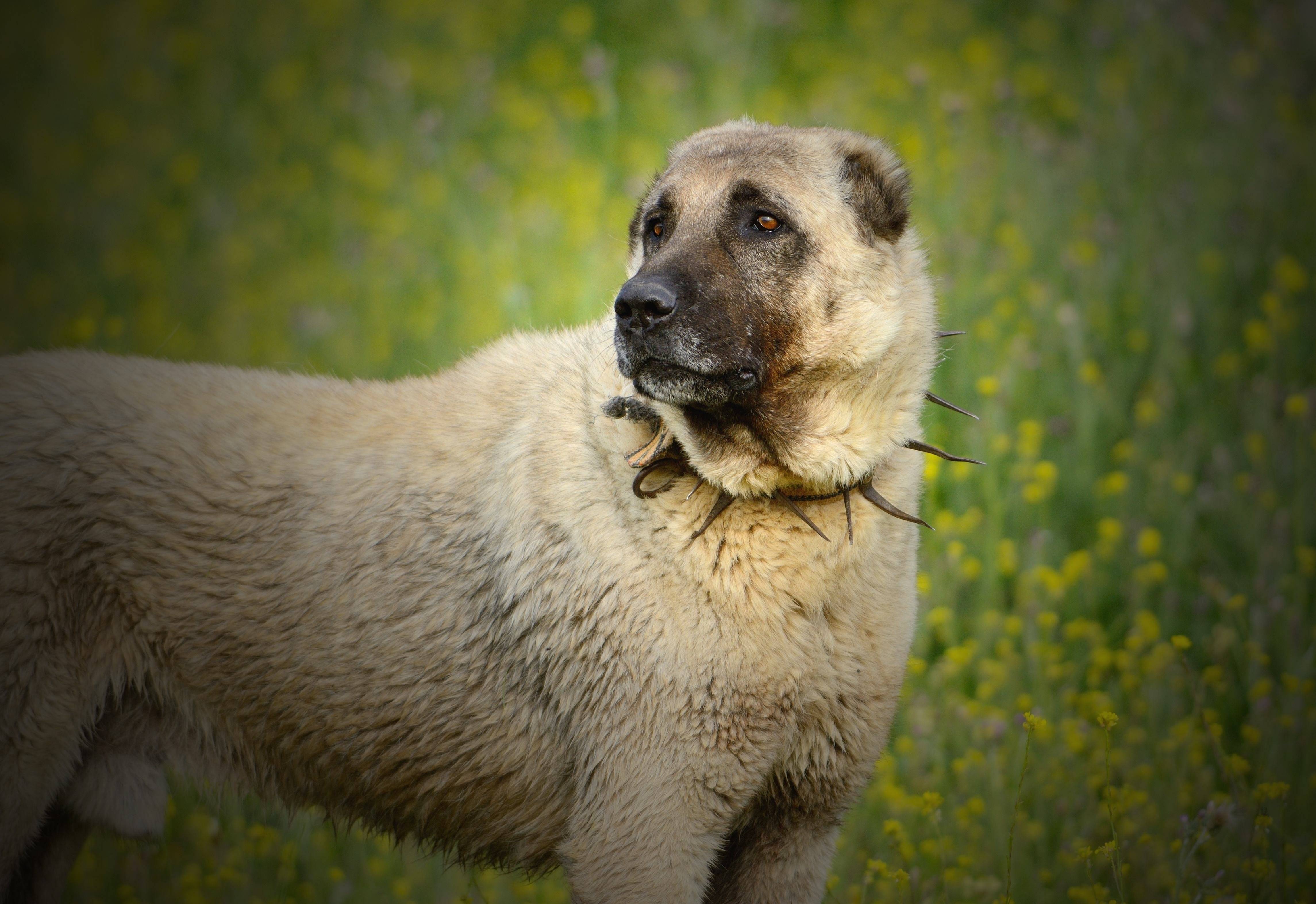 Кангал (кангальская овчарка): фото, описание породы, характер, отзывы