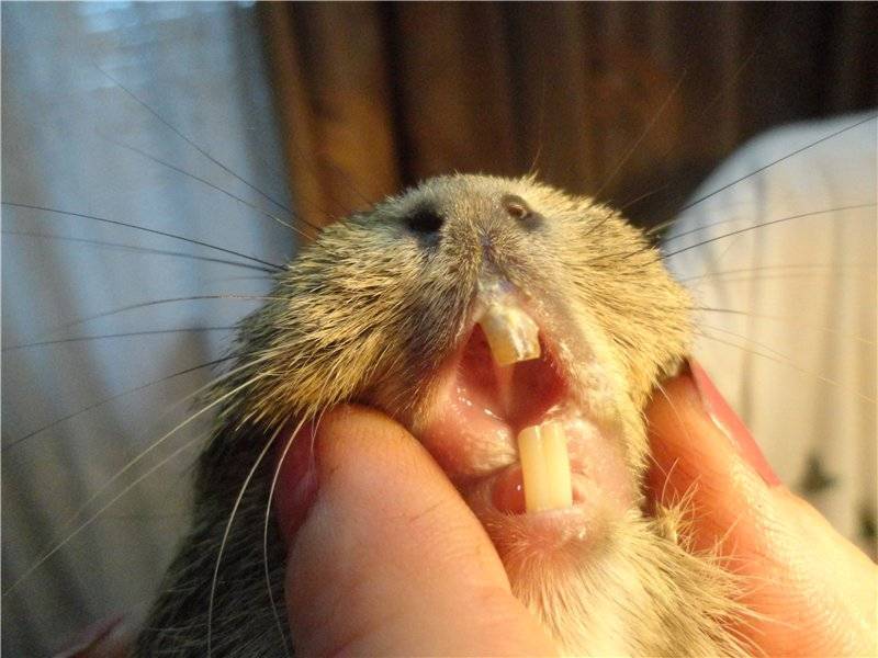 Строение зубов у морской свинки, уход за ними, заболевания и их лечение | блог ветклиники "беланта"