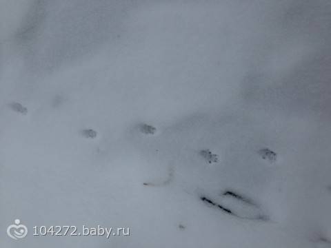 Следы крысы на снегу – как определить начало захвата территории грызунами. следы крысы на снегу – фото и описание