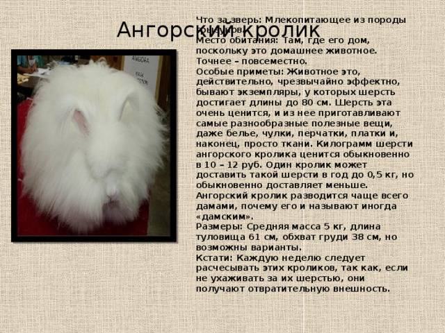 Ангорский кролик: внешний вид, фото, особенности, интересные факты, среда обитания