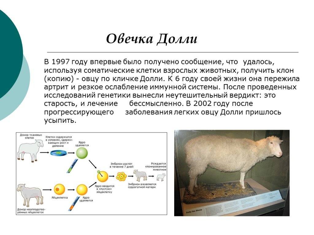 Клонирование животных: эксперименты, история, результаты