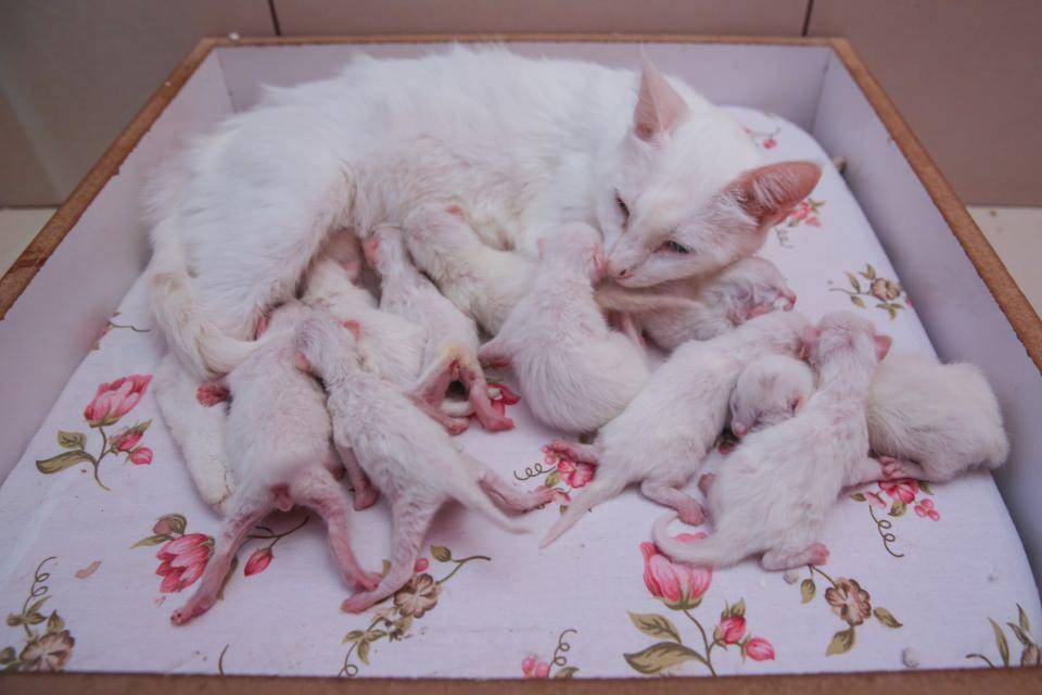 Сколько котят рожает кошка первый раз?