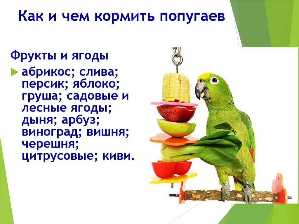 Какой должен быть помет у попугая: норма и патология - kotiko.ru