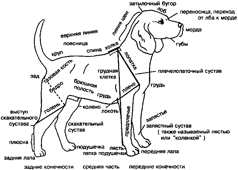 Анатомия пса: все, что нужно знать о строении организма питомца