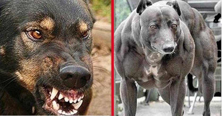 Какие на самом деле собаки запрещены в россии: где запрещен питбуль