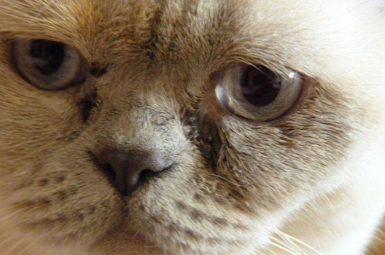 У кота коричневые выделения из глаз