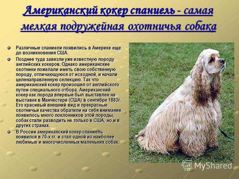 Английский кокер-спаниель: описание, воспитание, уход, фото