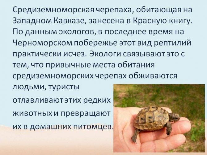 5 лучших мест, где можно увидеть морских черепах в естественной среде обитания