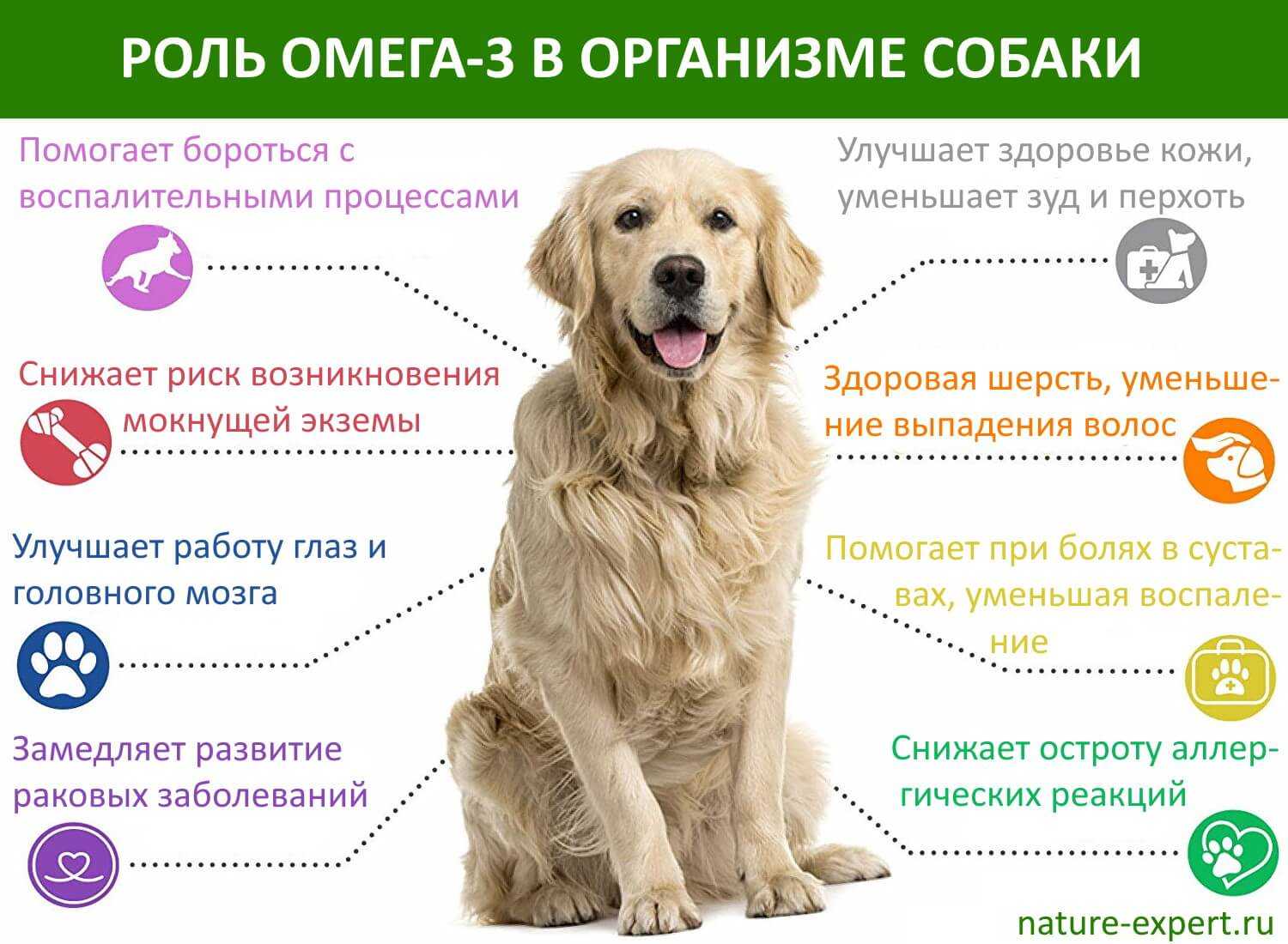 Как помочь собаке пережить жару. симптомы перегрева, помощь при солнечном ударе