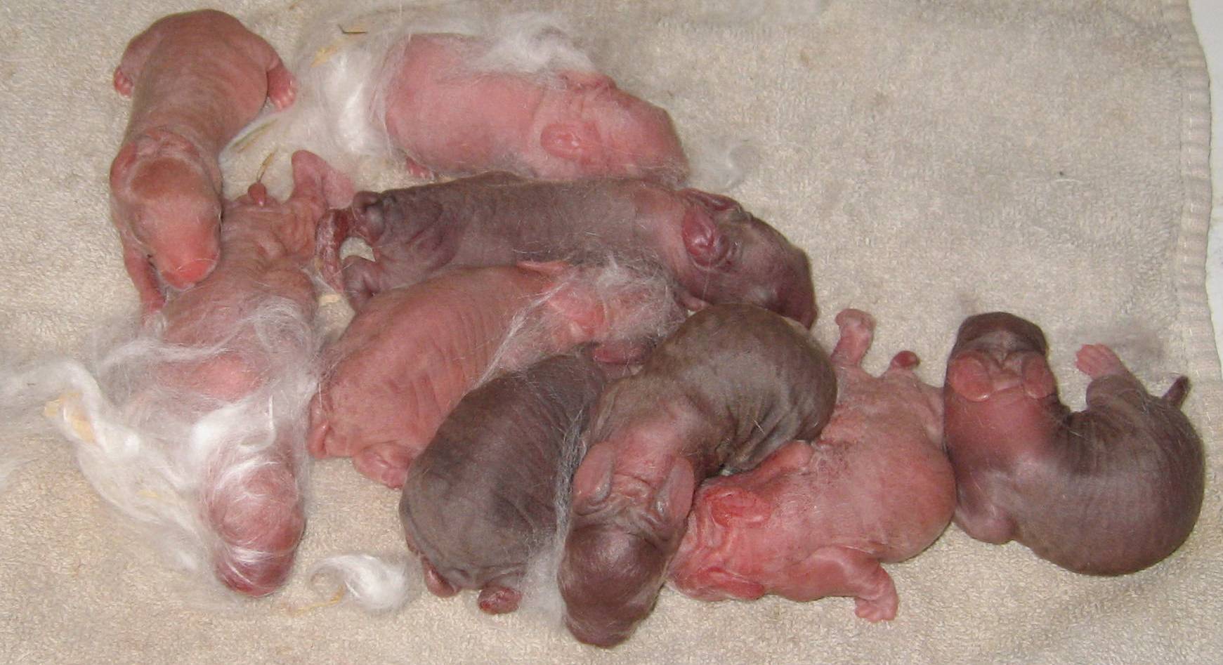 Первая неделя после рождения. Новорожденный только родился. Новорождённые крольчата.