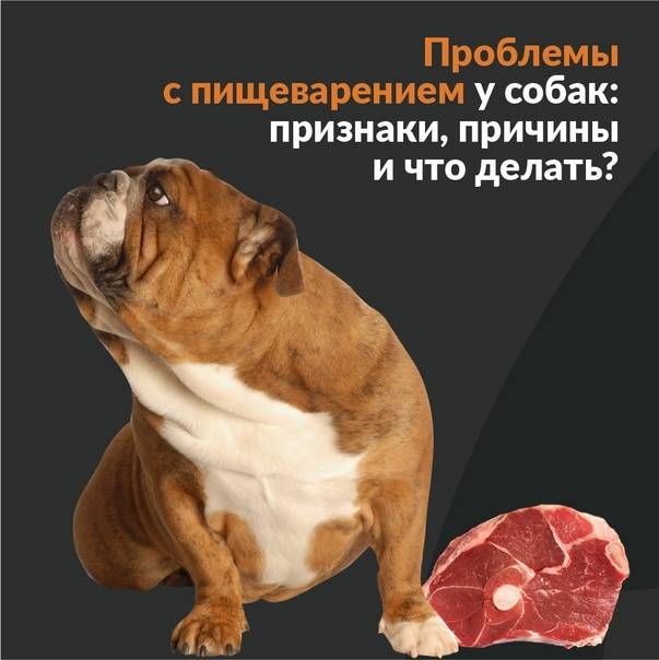У шпица бурчит, урчит, булькает в животе: что делать, причины и лечение урчания