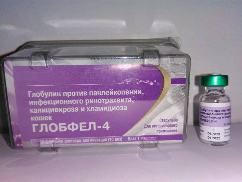 Глобфел-4 для кошек: инструкция по применению, аналоги