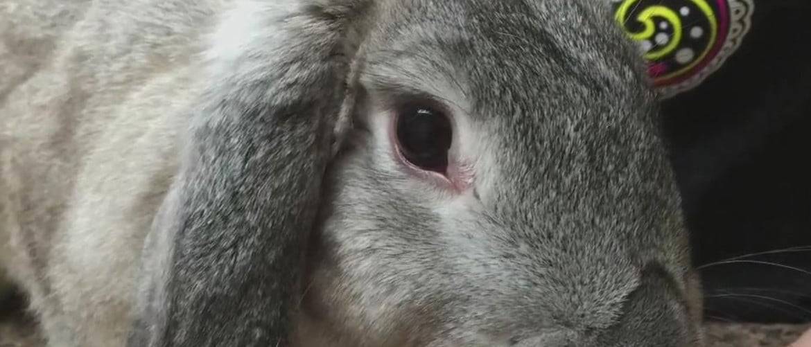 Заболевания конъюнктивы: диагностика и лечение