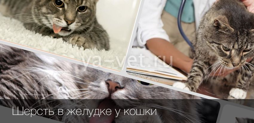 Как дать кошке пасту для выведения шерсти?