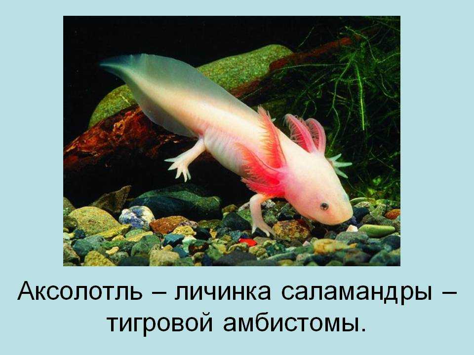 Аксолотль