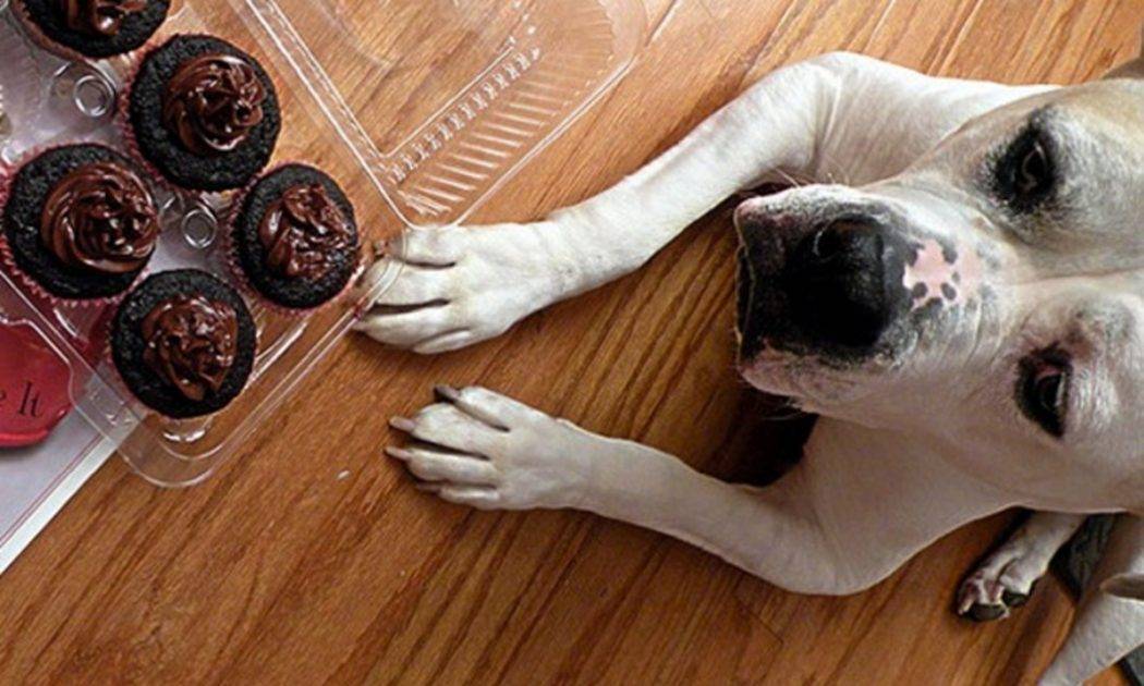 Собака съела шоколад: что делать