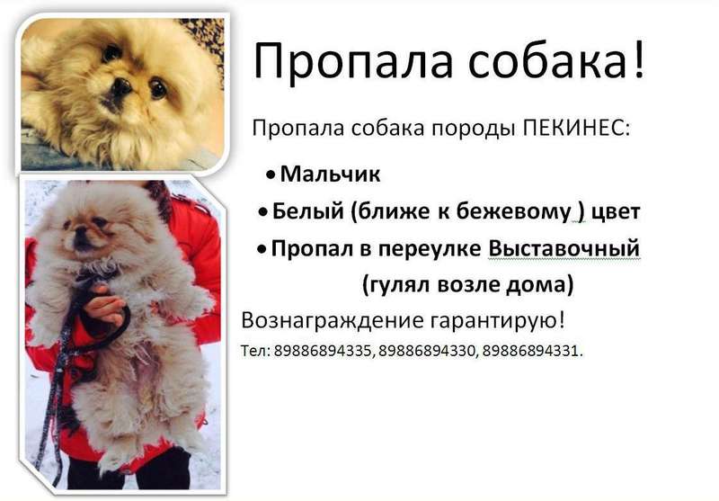 Собака пекинес: описание, фото, характер, болезни, уход и содержание породы