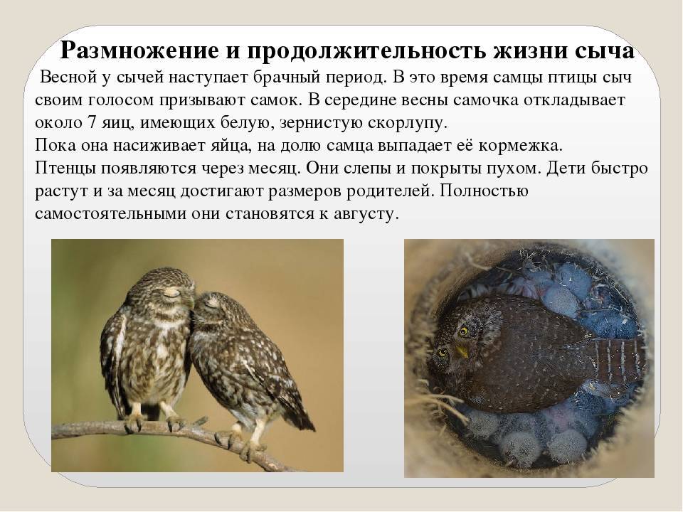 Домашняя сова сплюшка: уход, содержание, продолжительность жизни