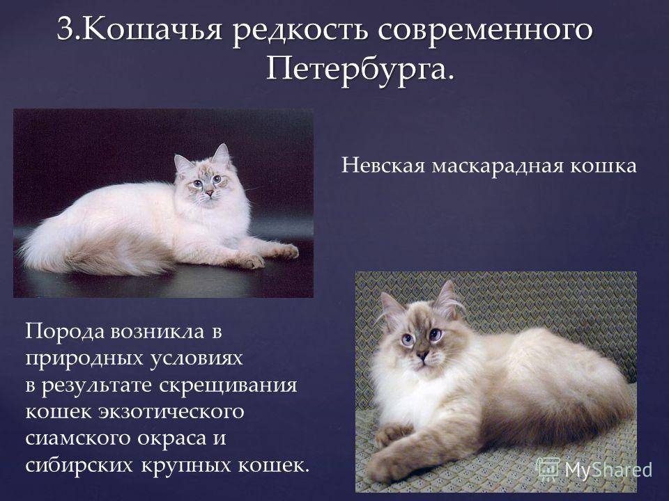 Характер кошек породы нибелунг, особенности ухода и содержания