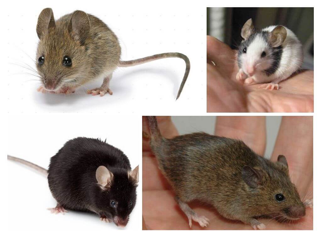 Манипулятор мышь: чем отличаются домашние, офисные, игровые и профессиональные модели