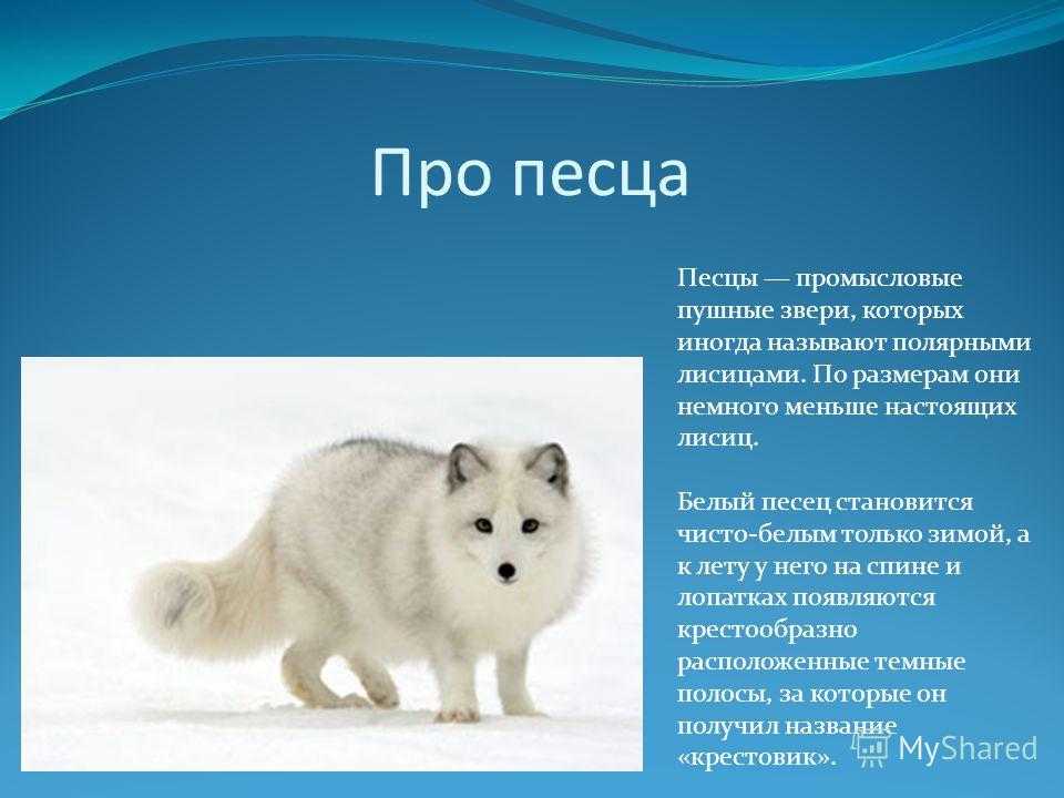 Доклад про 4 класс