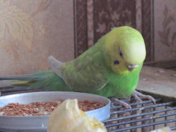 Судороги у попугая как проявление расстройства нервной системы