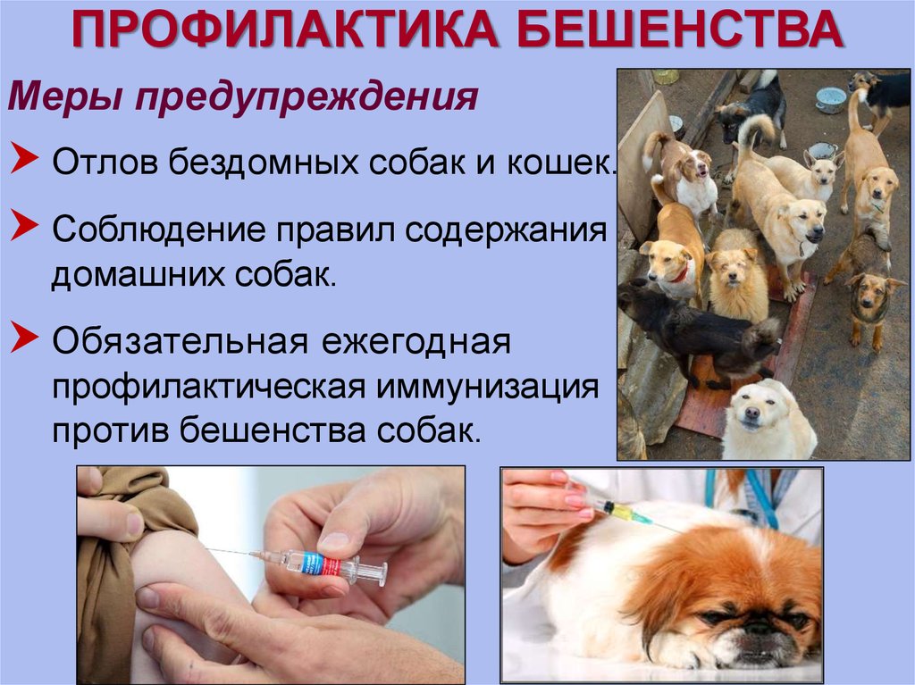 Основные инфекционные заболевания у собак: список самых распространенных инфекций (симптомы, диагностика, лечение)