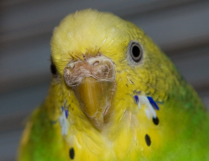 Наросты в области клюва у попугая: причины, лечение