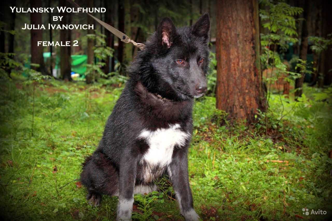 Вольфхунд (волкособ) — волкоподобная собака в домашних условиях