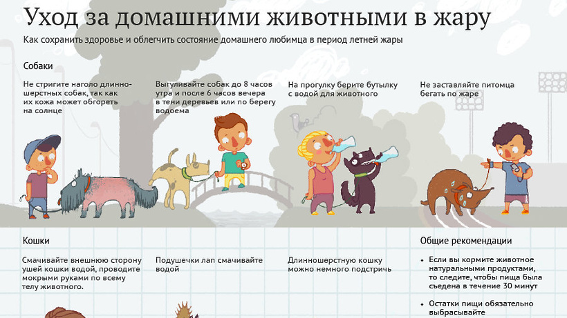 Когда лучше кормить собаку: до или после прогулки?
